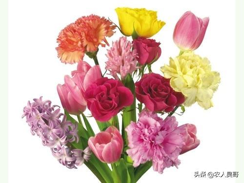 母亲节送康乃馨的含义_母亲节送康乃馨的含义是什么