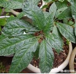 三七花图片大全大图（三七花图片大全大图）