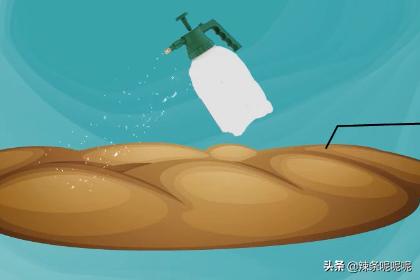 薰衣草种子种植方法