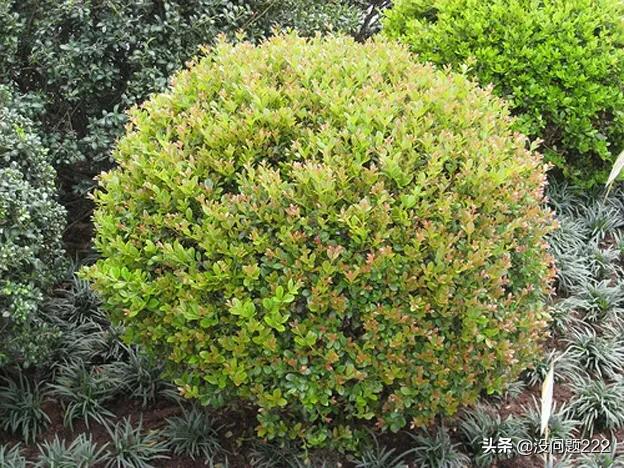 小叶黄杨是乔木还是灌木（常绿阔叶林的特征是乔木 灌木 草本 地被）