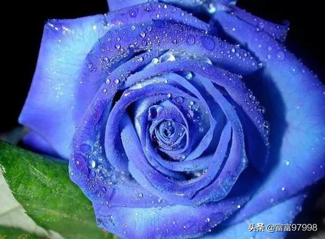 蓝色妖姬比喻什么男人（蓝色妖姬比喻什么男人喜欢紧紧）