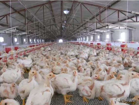 室内养殖什么好养又赚钱（室内养殖什么好养又赚钱吗）