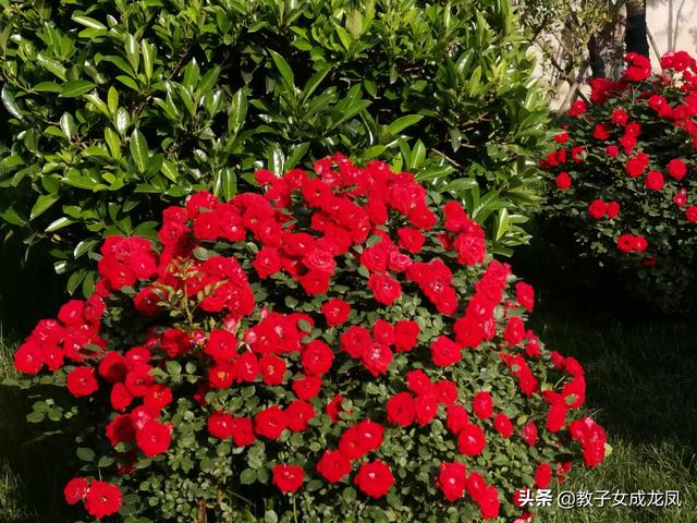 男人发微信9朵玫瑰花啥意思(男人发9朵玫瑰给女人)