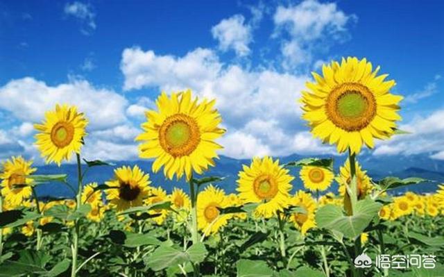 向日葵花语录(向日葵花语录寓意)