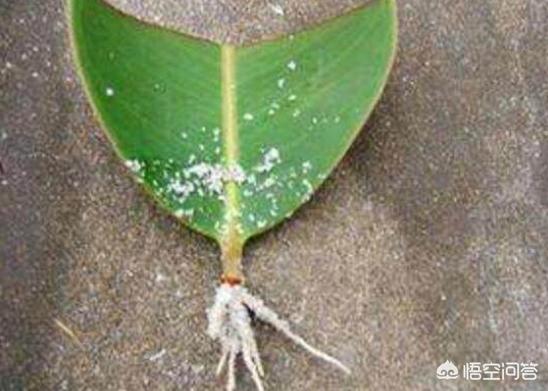 橡皮树扦插最佳时期（橡皮树扦插最佳时期是什么）