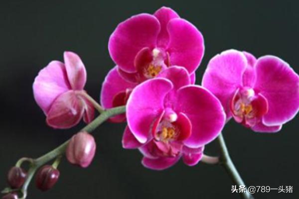 名贵兰花（名贵兰花品种及价格）
