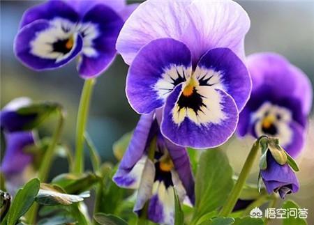 蝴蝶花的花语和寓意（蝴蝶花的寓意和风水）