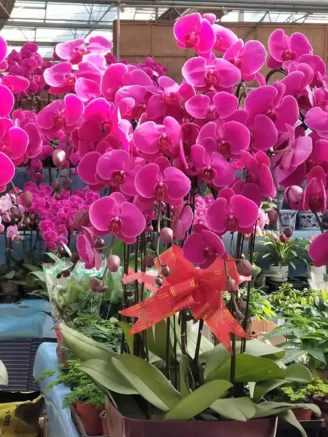 天津花市都有哪几家_天津的花市花是什么花