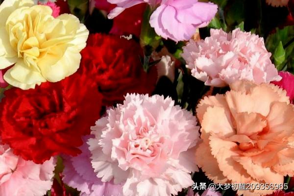 康乃馨如何才能养殖好（康乃馨的养殖方法和注意事项养殖日记）