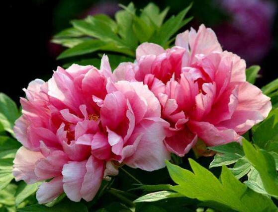 富贵牡丹花怎么养（富贵牡丹花怎么养才能）