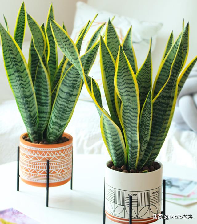 虎皮兰多久浇一次水（虎皮兰多久浇一次水合适）