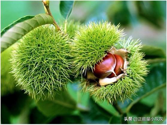 灌木品种（梅是乔木还是灌木的品种介绍）