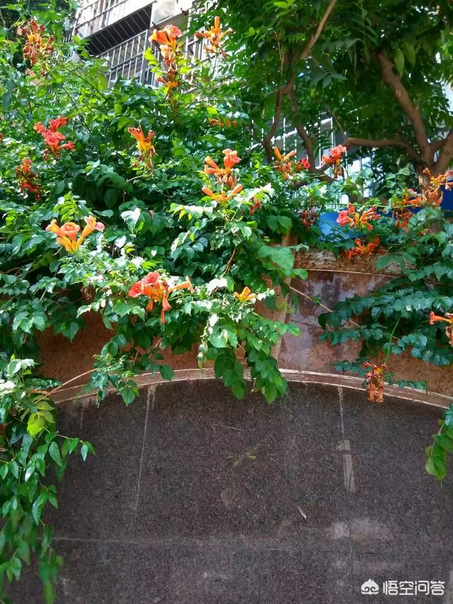 凌霄花的特点（凌霄花什么时候开花的特点）