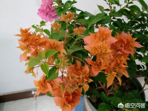 三角梅扦插时间和方法视频教程