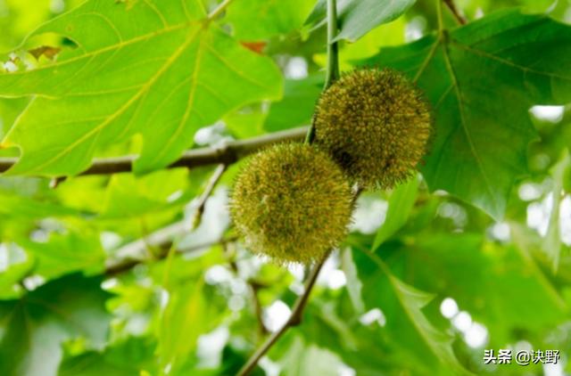 法桐果（法桐果）_法桐树有什么作用