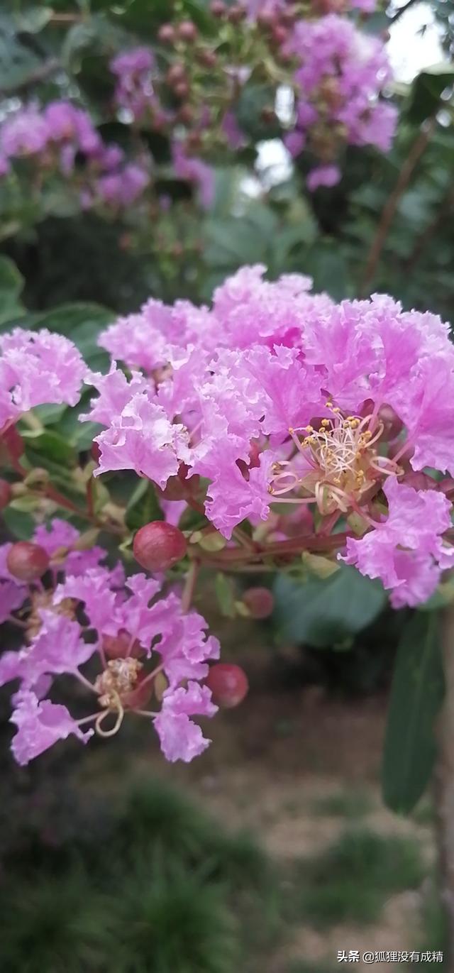 紫薇花的寓意和象征意义_紫薇花不进宅的原因