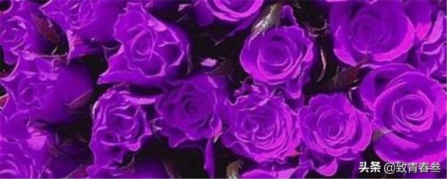 女人送紫玫瑰代表什么_送女朋友紫玫瑰代表什么意思