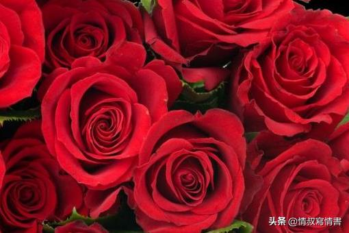 15朵玫瑰代表啥意思（15朵玫瑰代表啥意思是什么）