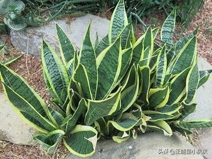 水培虎皮兰的养殖方法和注意事项