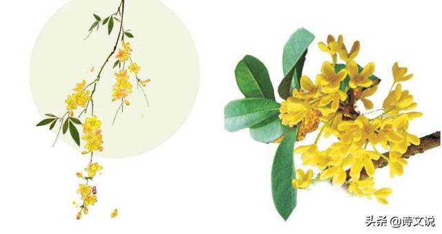 金秋桂花的诗句（描写金秋桂花的诗）