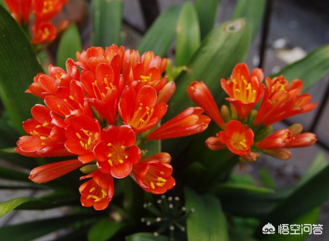 君子兰最简单施肥方法（君子兰最简单施肥方法与）