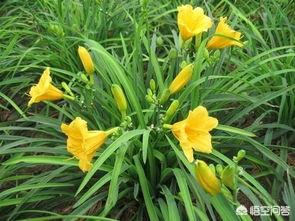 金娃娃萱草价格表（金娃娃萱草价格表官网报价）