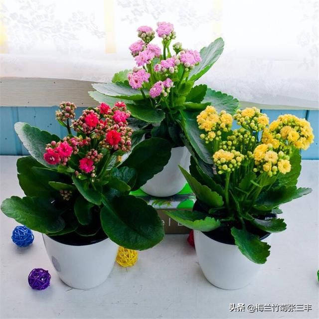 长辈生日送什么花合适（朋友生日送什么花合适）