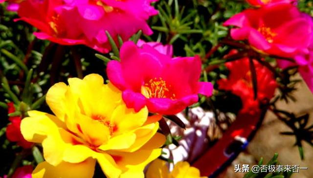 太阳花的花语图片_太阳花花语象征与寓意