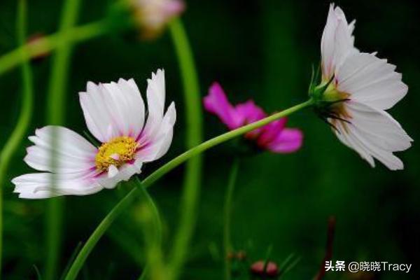 各种鲜花图片（鲜花高清图片）