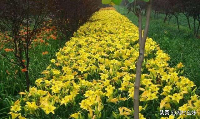 金娃娃萱草高度（金娃娃萱草高度）