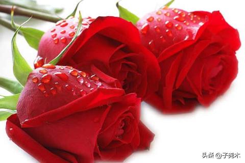 各种花图片及名称（各种花图片及名称图片）