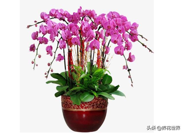 胡蝶兰花养殖方法（胡蝶兰花养殖方法与管理）