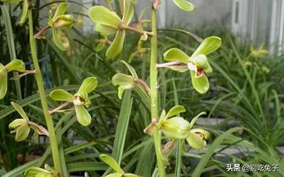 兰花最漂亮的图片（兰花最漂亮的图片欣赏）