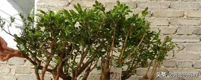 哪个品种黄杨比较名贵_哪种黄杨最珍贵