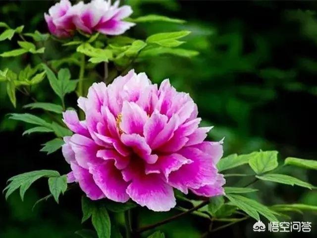 牡丹花的样子怎么写_牡丹花的样子怎么写作文