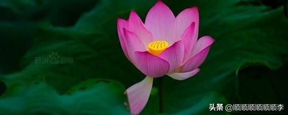 荷花图片大全头像_荷花图片大全头像 大自然