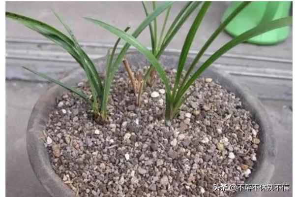 栽兰花用什么土栽最好(栽兰花用什么土栽最好)