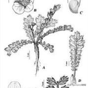 月季和玫瑰和蔷薇的区别（蔷薇和月季和玫瑰的区别图解）