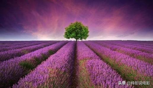 紫色薰衣草花语和寓意（紫色薰衣草花语和寓意是）