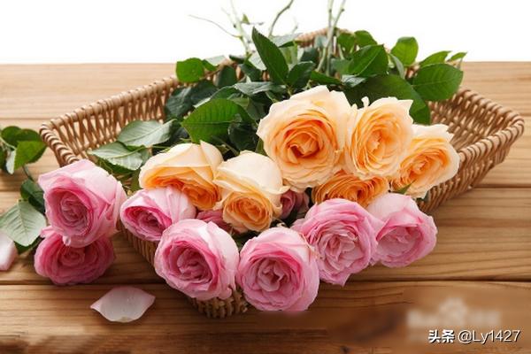 玫瑰图片大全100张(玫瑰图片大全100张面孔男)