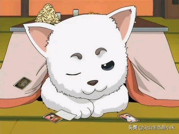 各种花的图片卡通（各种花的卡通图片）