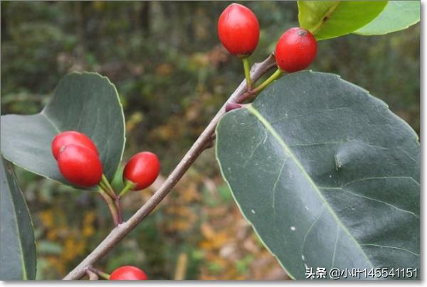 冬青又叫什么名字(冬青又叫什么名字)