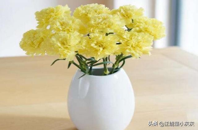 黄康乃馨花语和寓意（黄康乃馨花语和寓意搭配黄英）