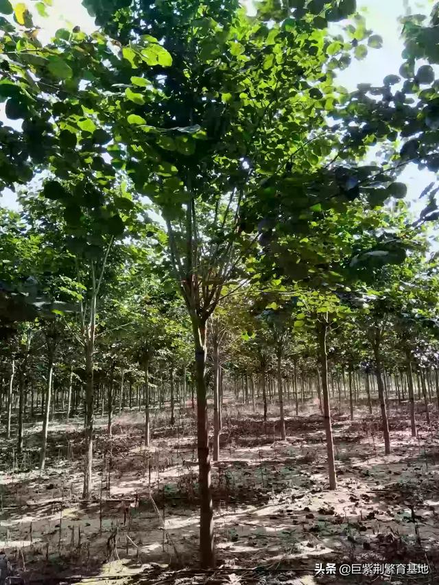 绿化苗木100种（北京市绿化造林、育苗适宜栽植密度表）