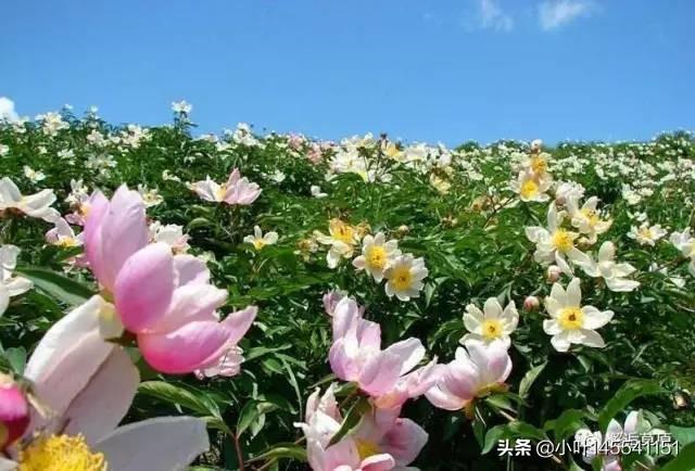 芍药花的意义(芍药花寓)