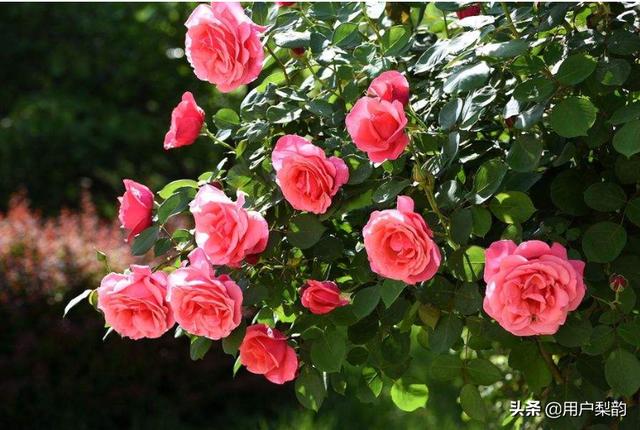 大月季花的养殖方法_大月季树的种植方法