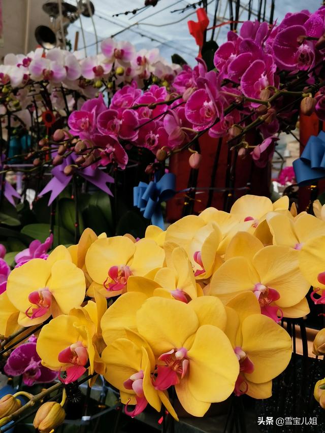 济南花卉批发市场（苏南花卉批发市场）