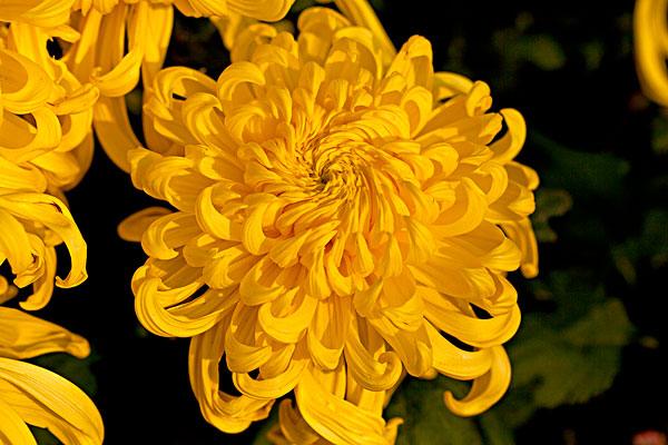 小菊花的图片（小菊花图片微信头像大全）