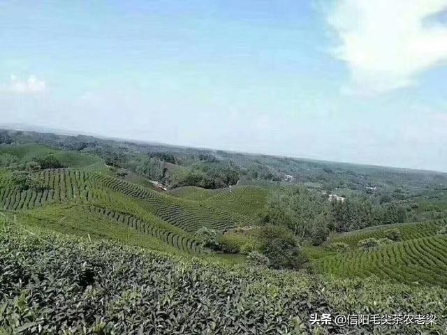 毕业送老师什么花寓意好_毕业送老师什么花寓意好呢