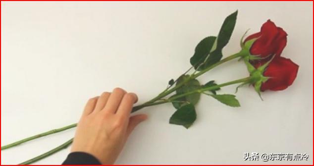 玫瑰花最新图片（玫瑰花图片 最新图片）